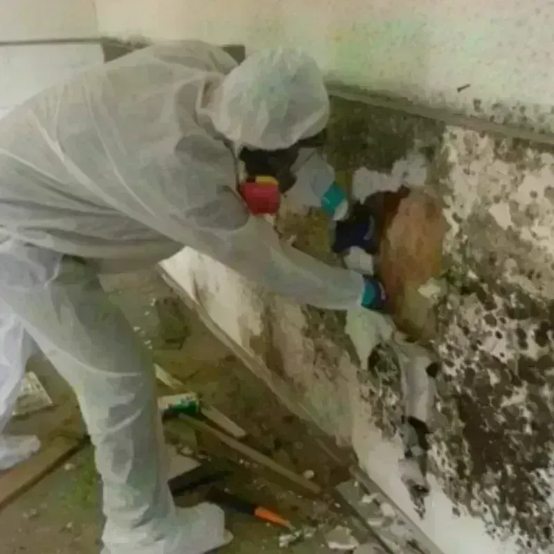 Mold Remediation and Removal in Pittsville, MD